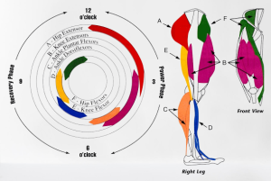 What Muscles Does Cycling Work?